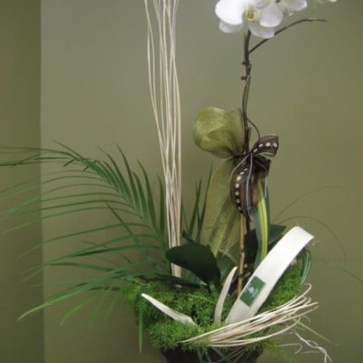 Plante orchidée fleuri. L'impeccable ! PF-10